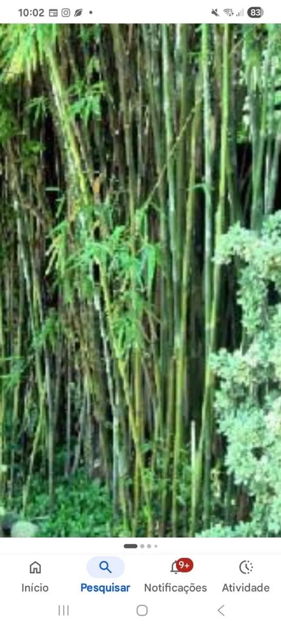Bambuzal 