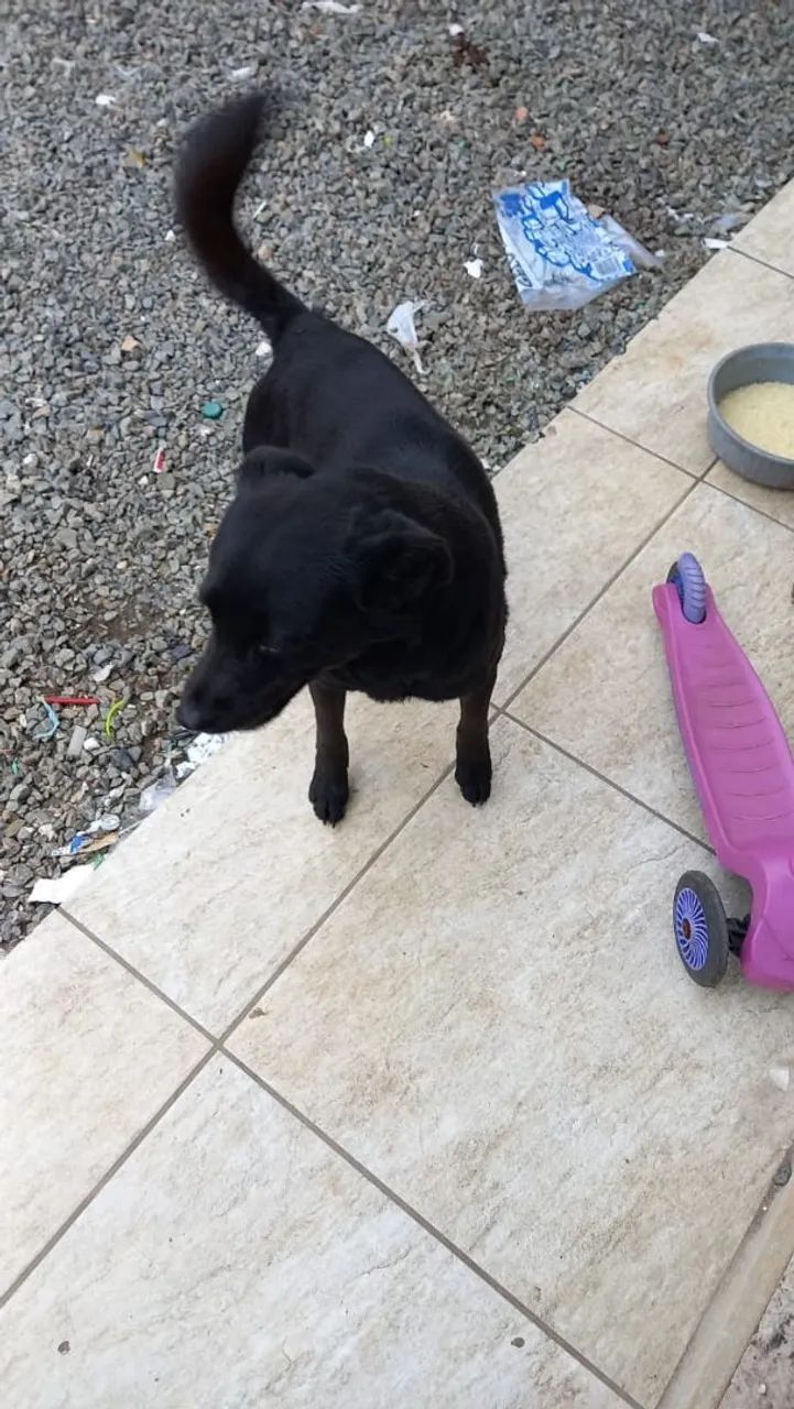 Doação de cachorro 