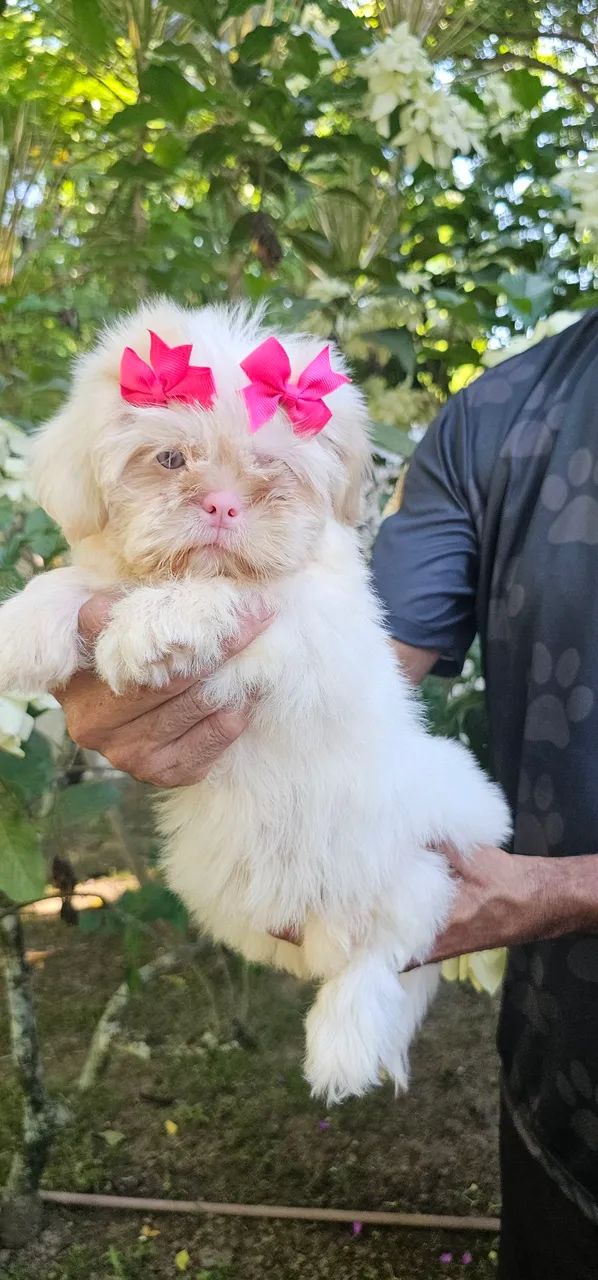 Shih-tzu bela e única- Olhos azuis - Cachorros - Ipanema, Rio de