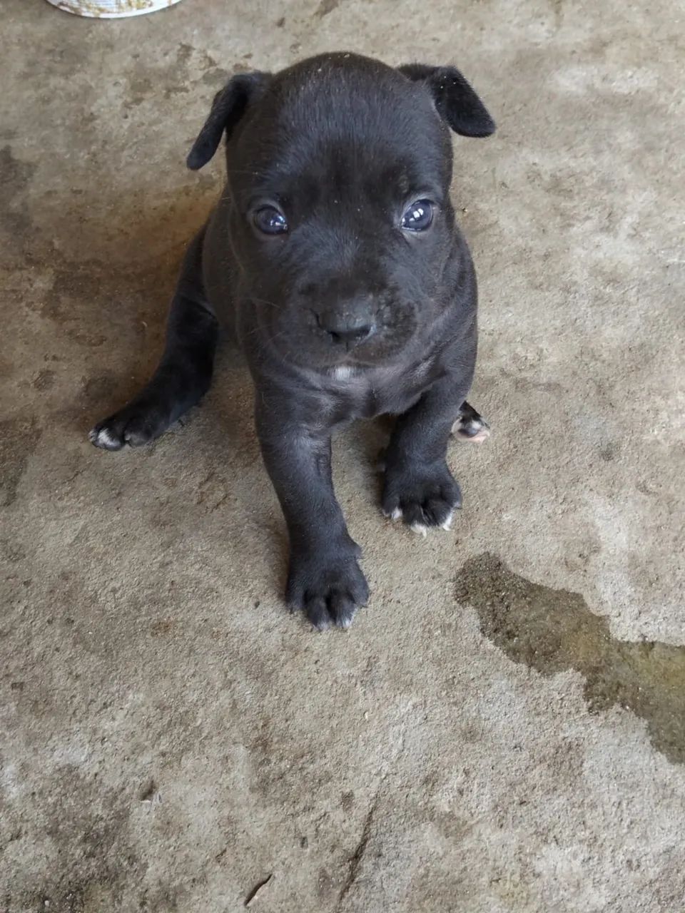 Cachorro pit mosnter  a venda  - Foto 3