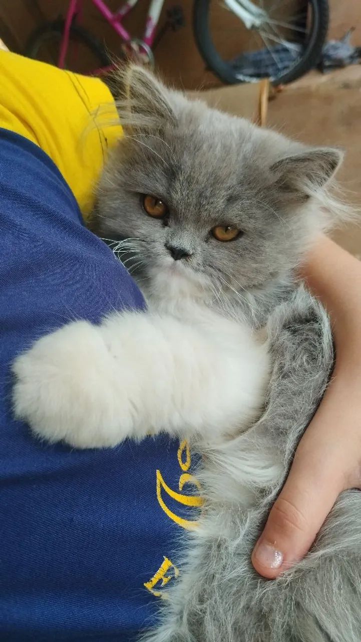 Gato persa macho - Foto 4