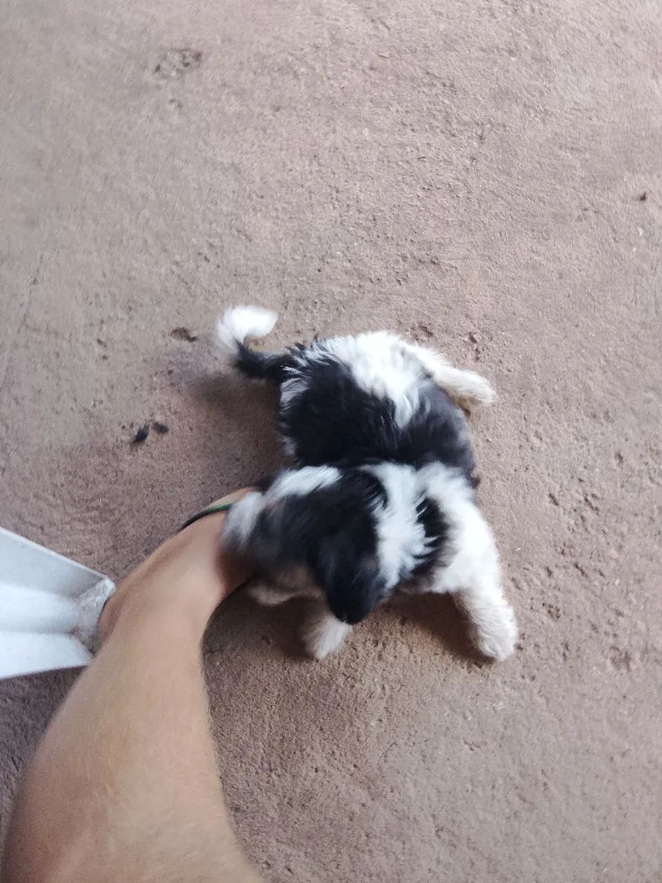 Filhote de Shitzu macho 400 - Foto 2
