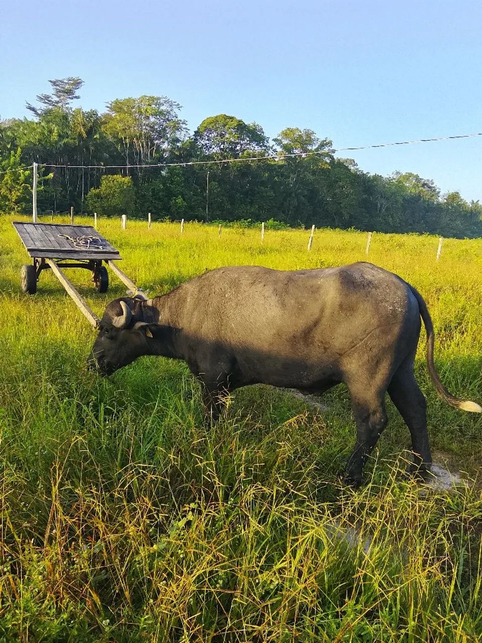 Búfalo com carroça valor 8 mil - Foto 5