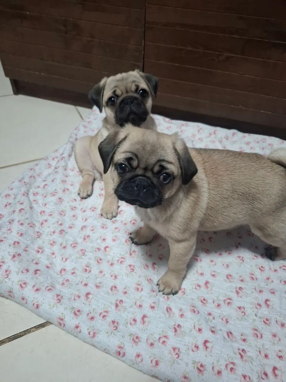 Filhote pug  - Foto 5