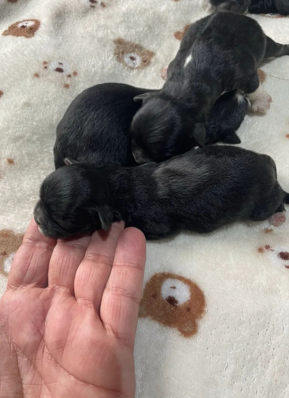 Lhasa Apso exóticos fêmeas  - Foto 5