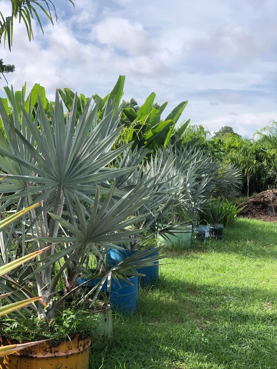 Palmeira Azul - Foto 2