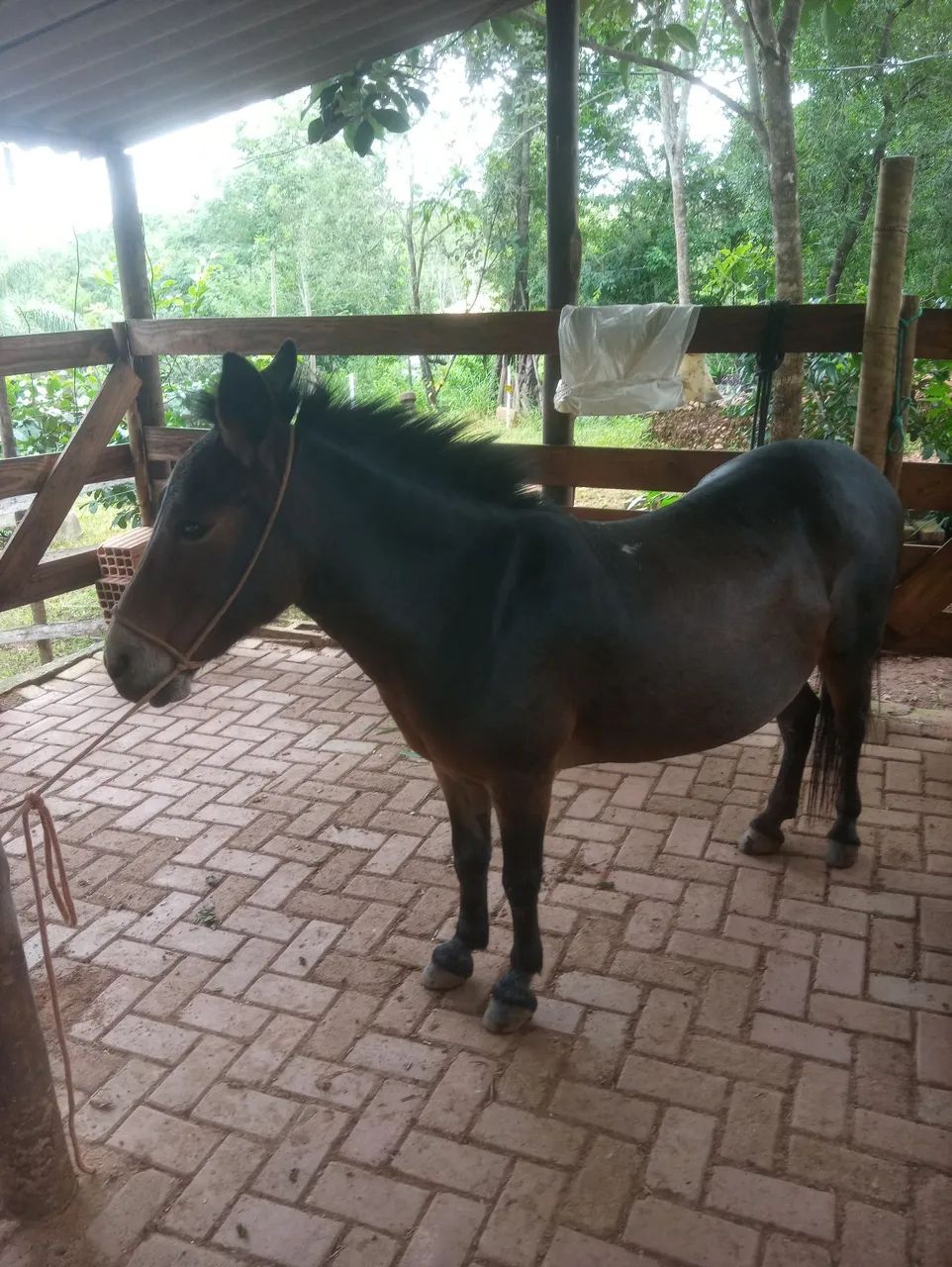 Mini Mula mansa - Foto 3