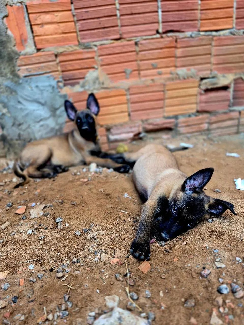 Vendo exemplar belga malinois macho  - Foto 3