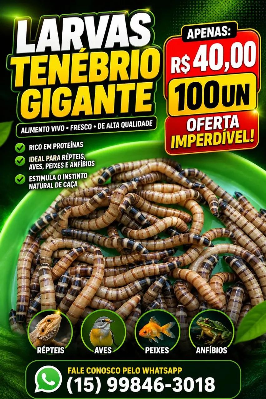 Tenébrios molitor e gigante  - Foto 2