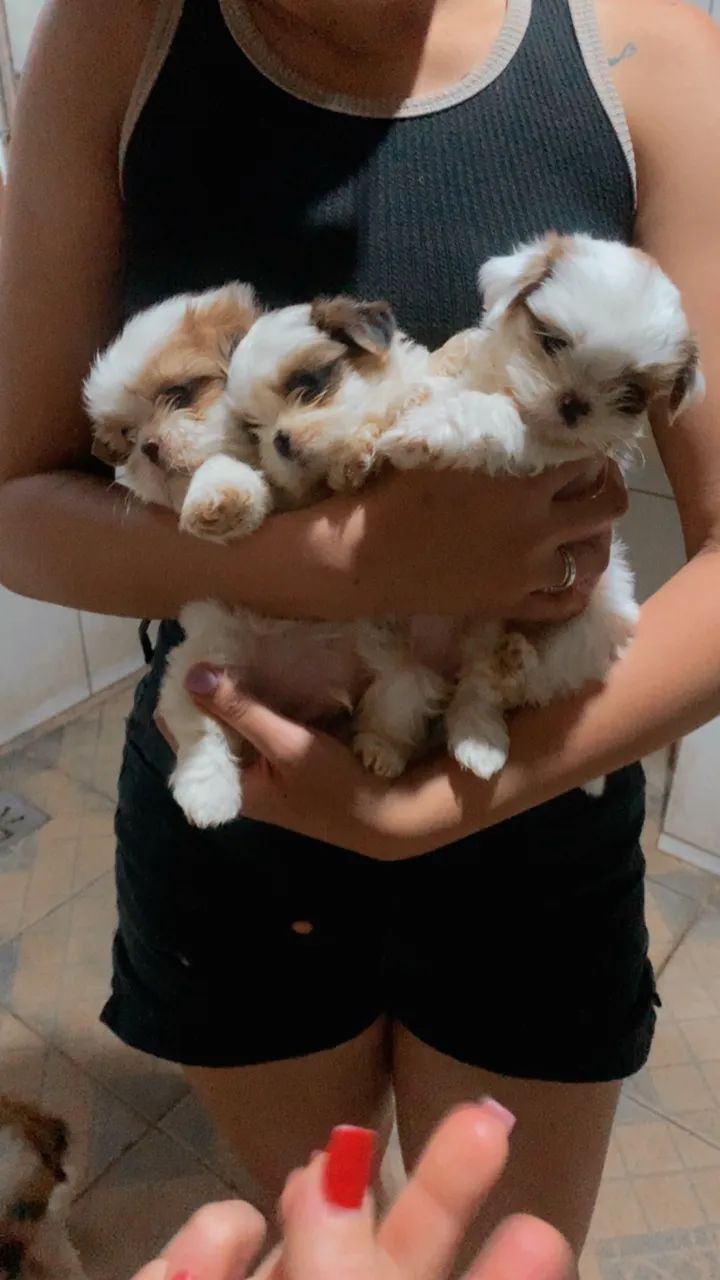 Shih tzu - Foto 3