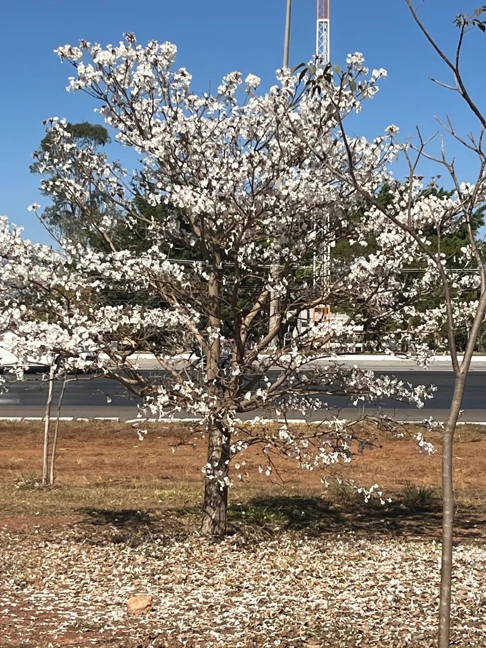 Mudas de Ipê Branco  - Foto 2