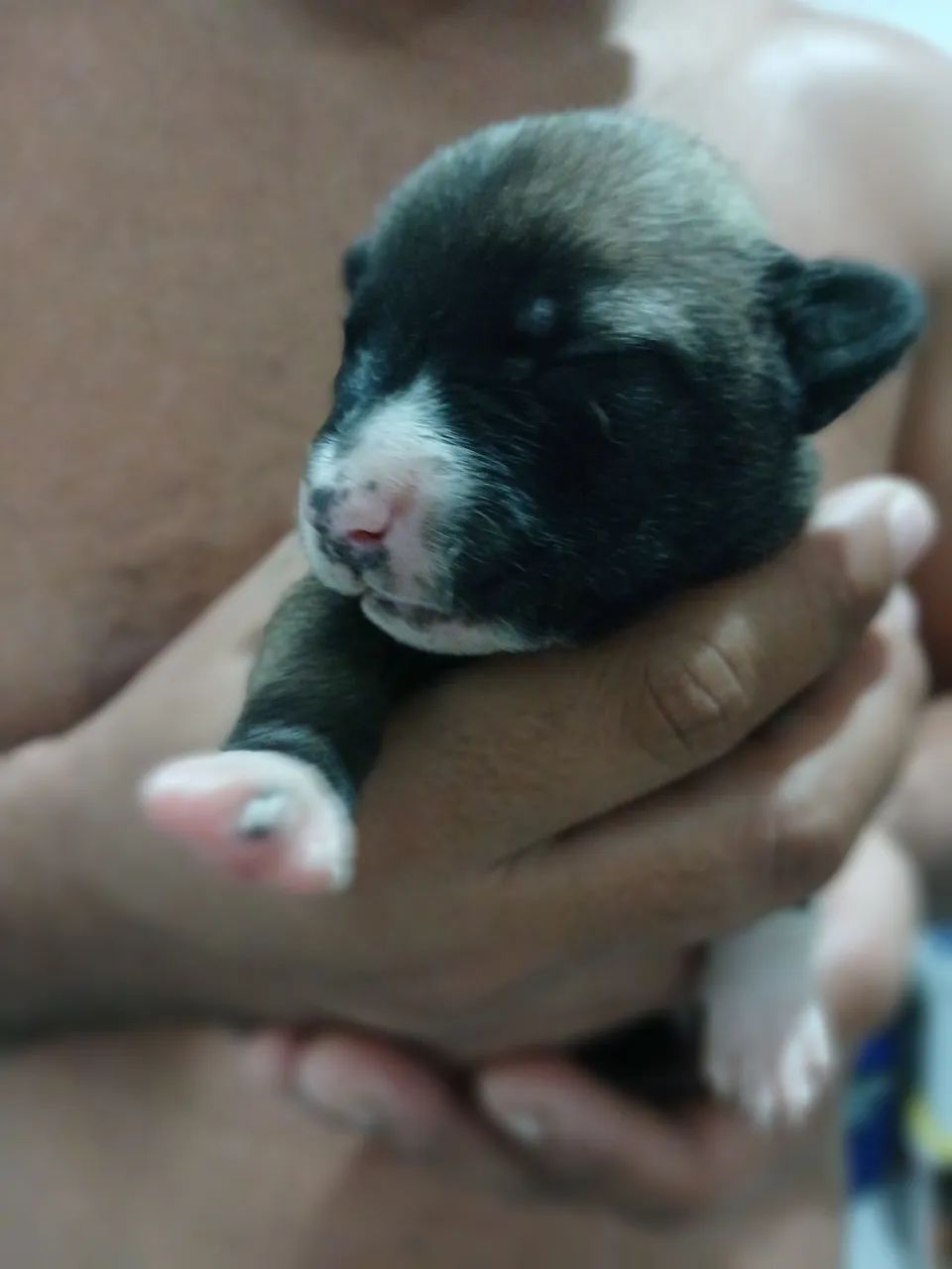 Pastor belga malinois  - Foto 3