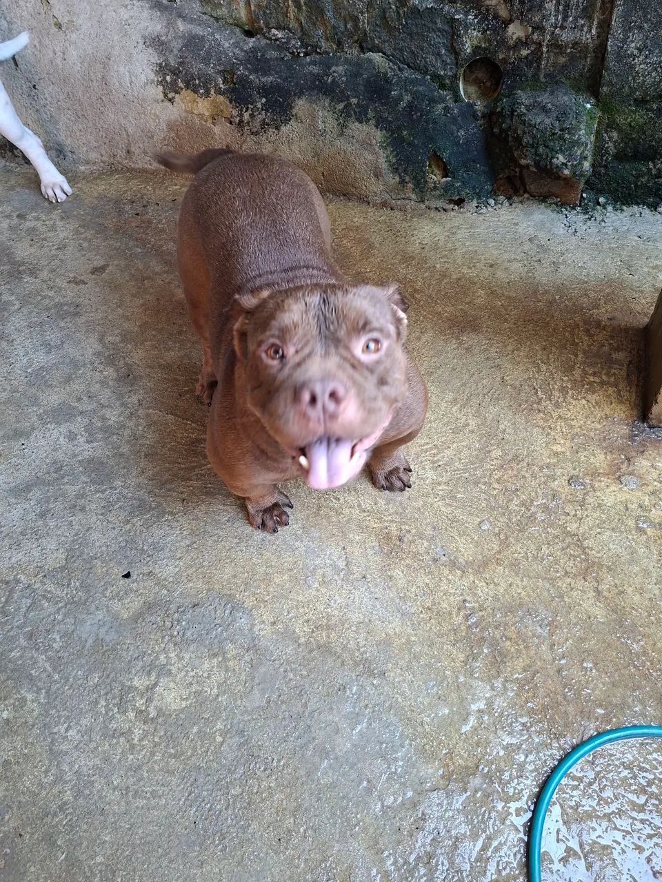 AMERICAN BULLY 