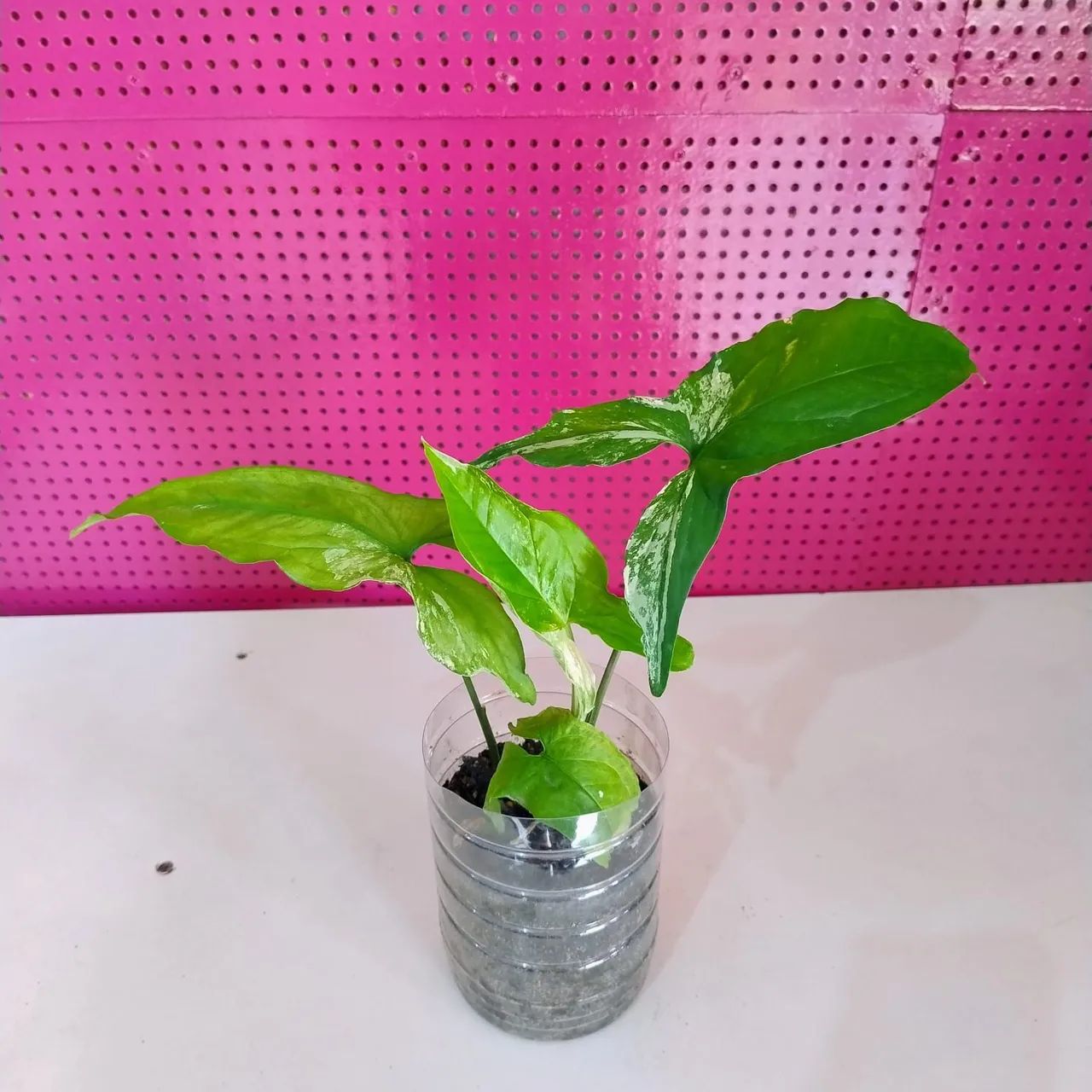 Mudinhas de plantas  - Foto 5