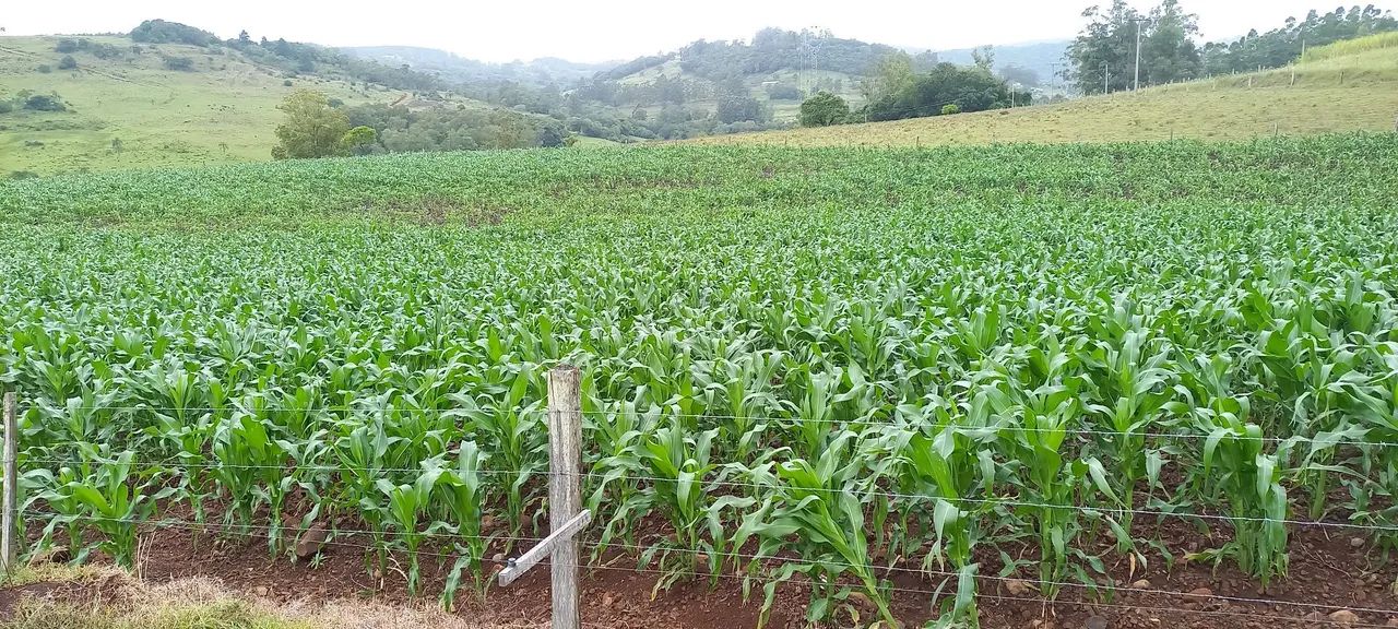 CHACARA - Foto 4