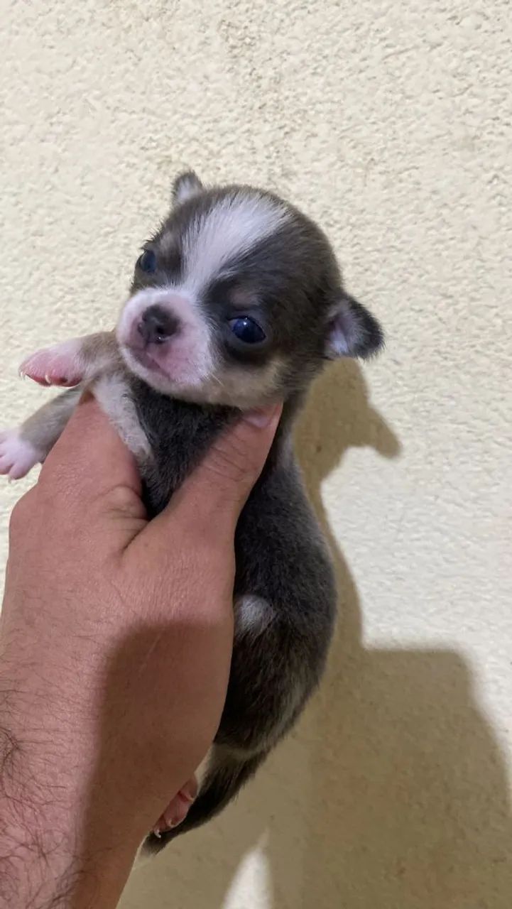 Chihuauha  - Foto 4