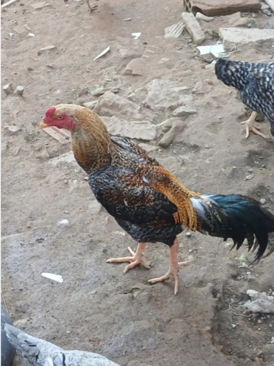 Galo pedrez ou índio 