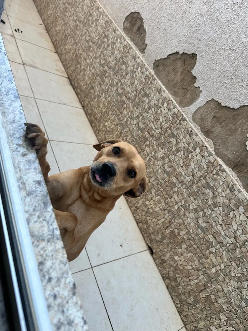 Cachorro - Doação  - Foto 5