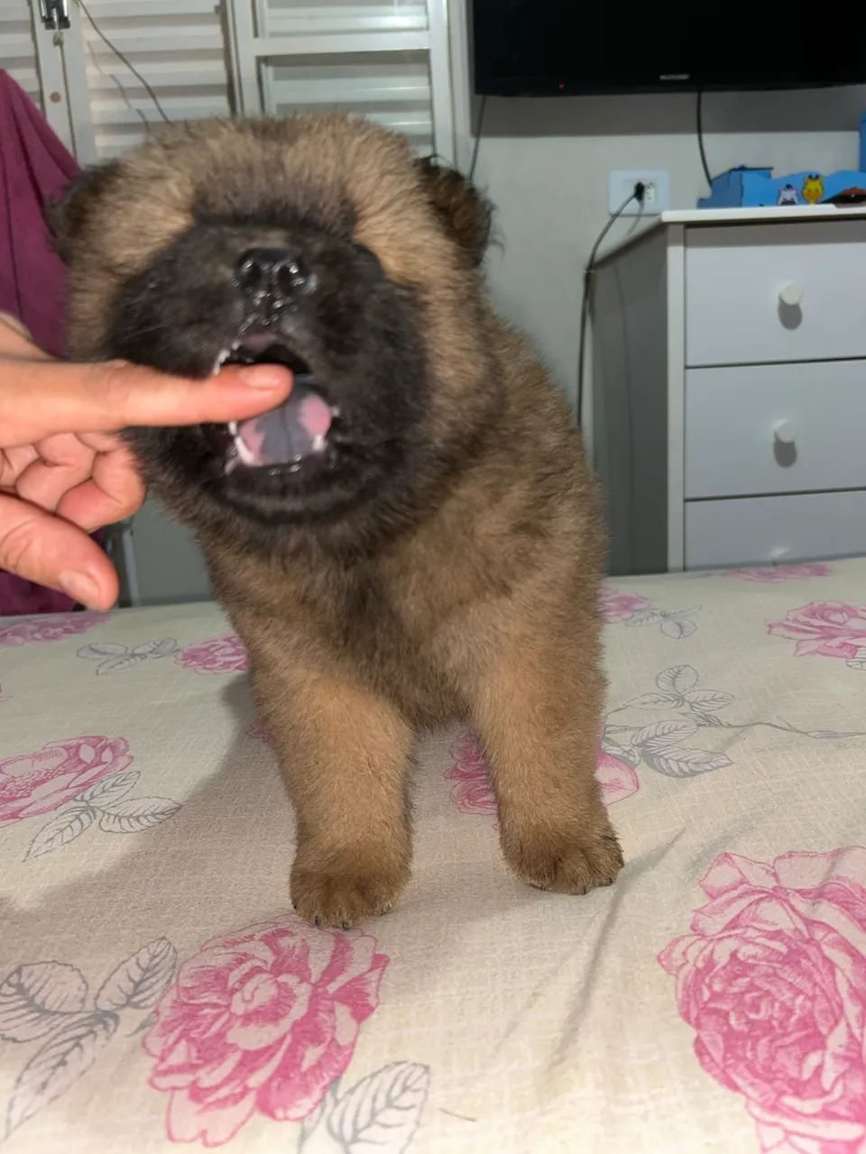 Chow chow  - Foto 2