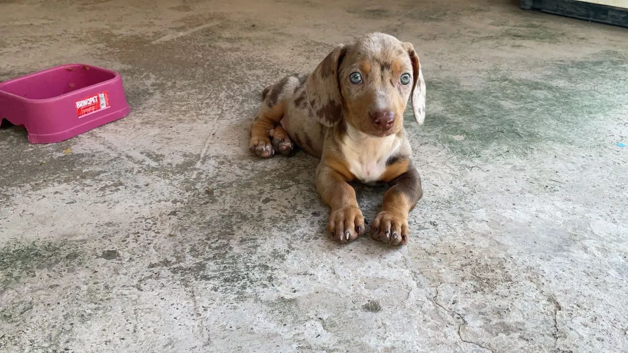 Dachshund Chocolate Merle  - Foto 3