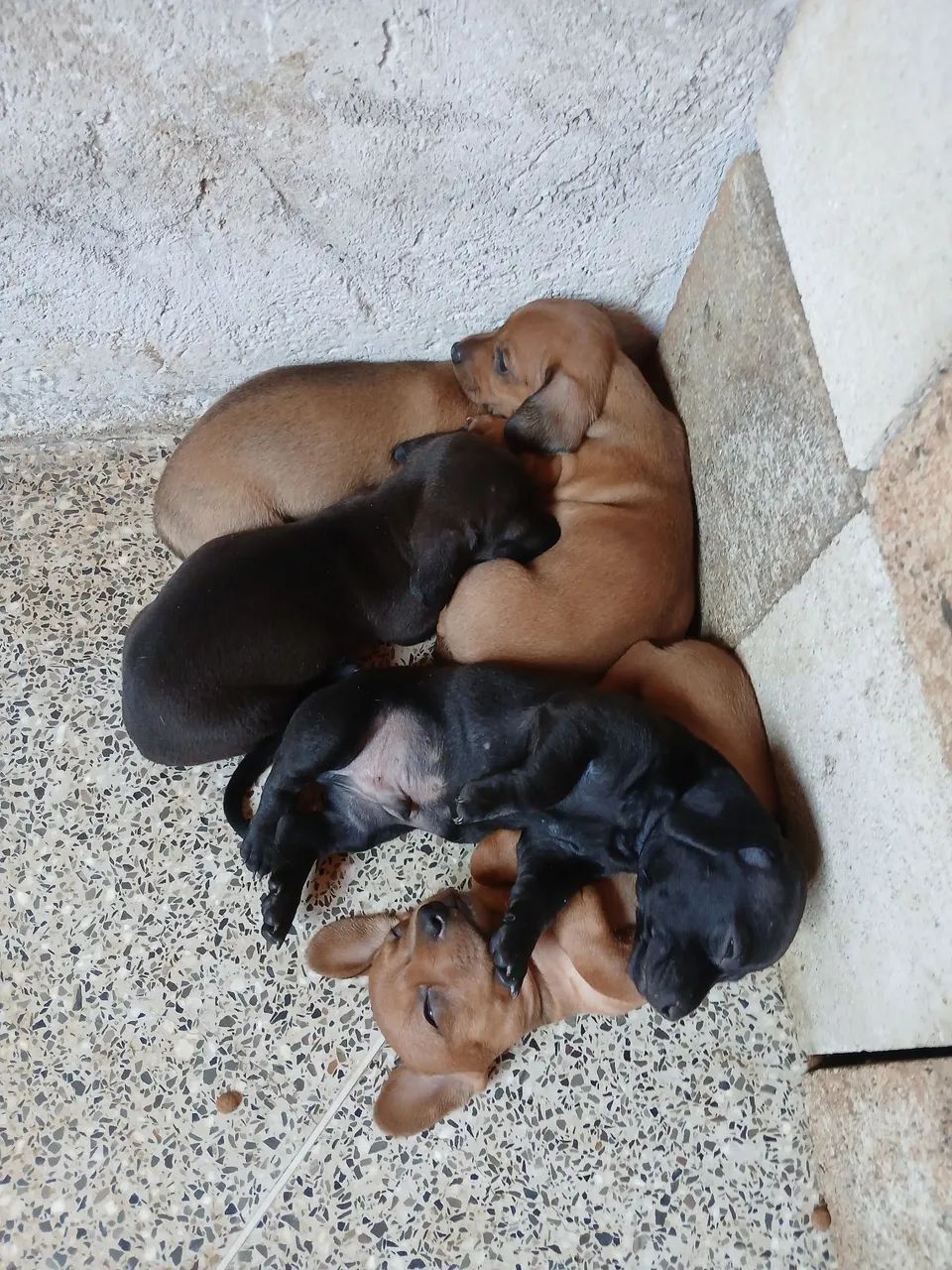 Cachorro Salchicha  - Foto 2