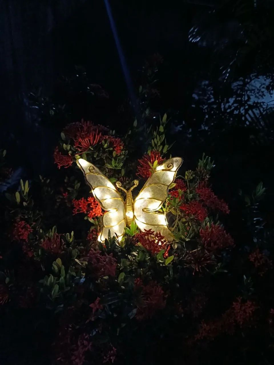 Borboleta iluminada  - Foto 2