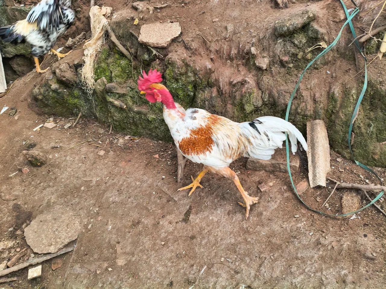 Galinha  - Foto 4