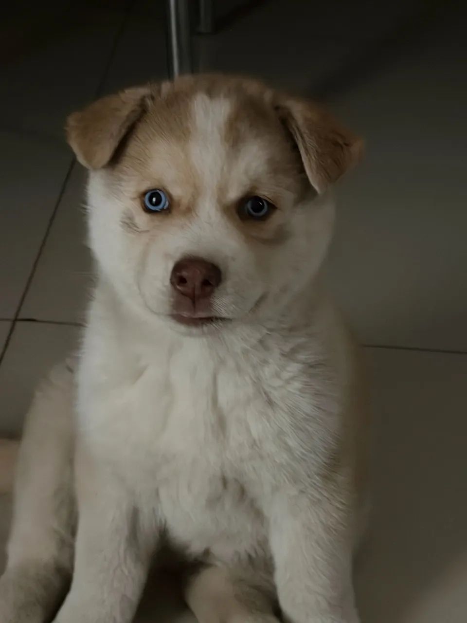 Filhote de Husky - Foto 3