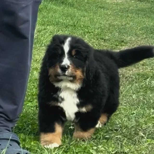 Filhotes de Bernese | Companhia que inspira leveza