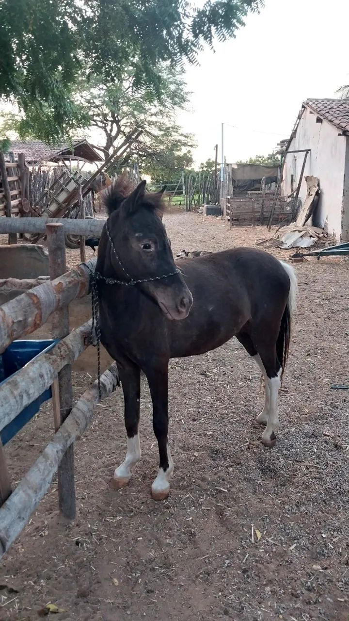 Vende-se pônei 6.000