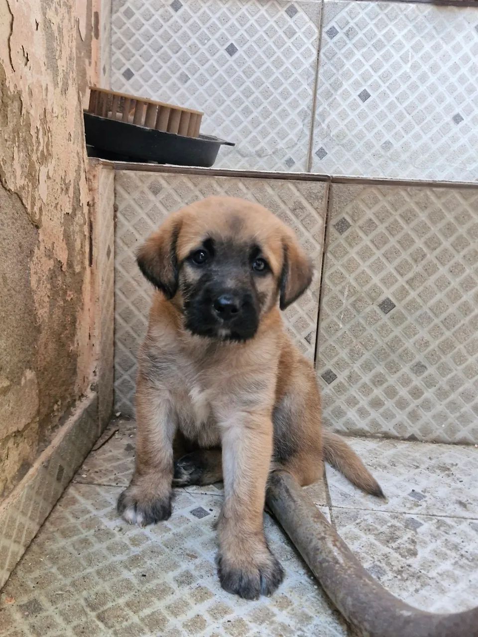 Cachorro para Adoção 