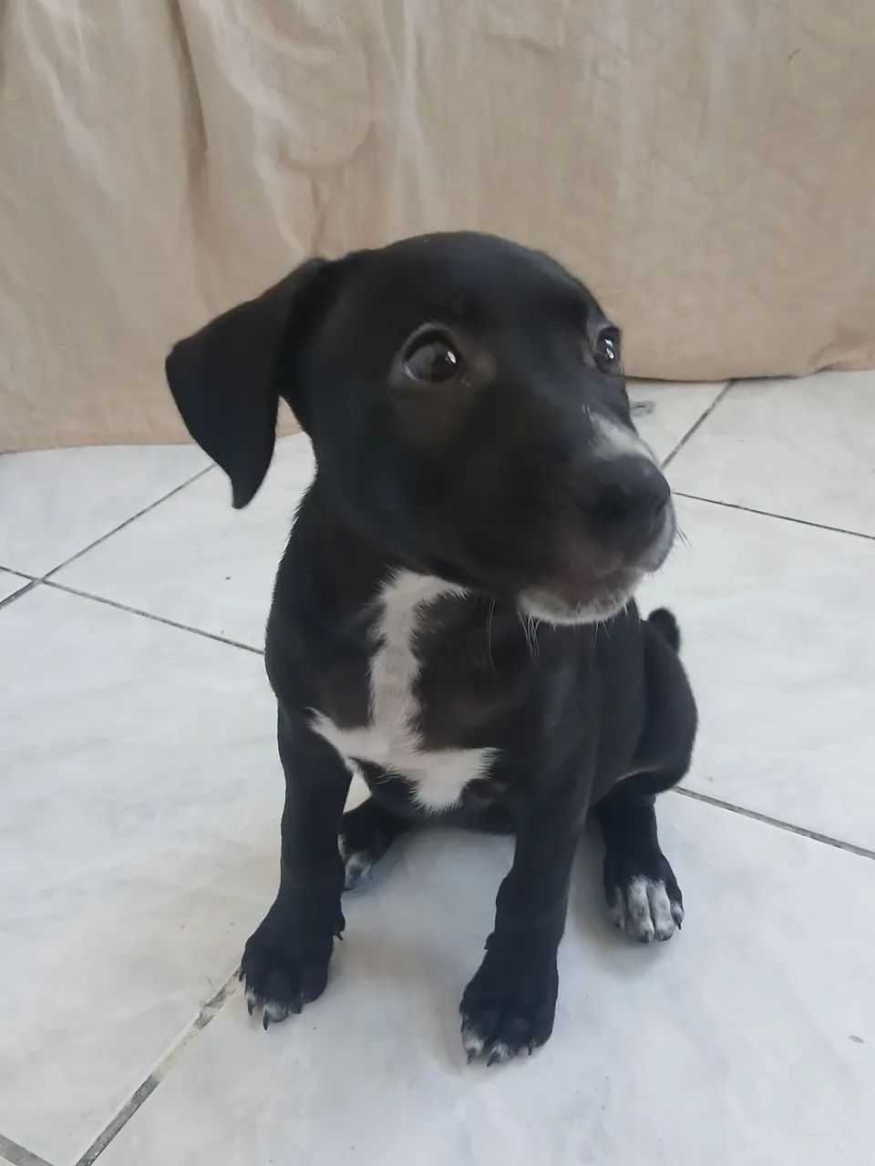 Doação  - Foto 2