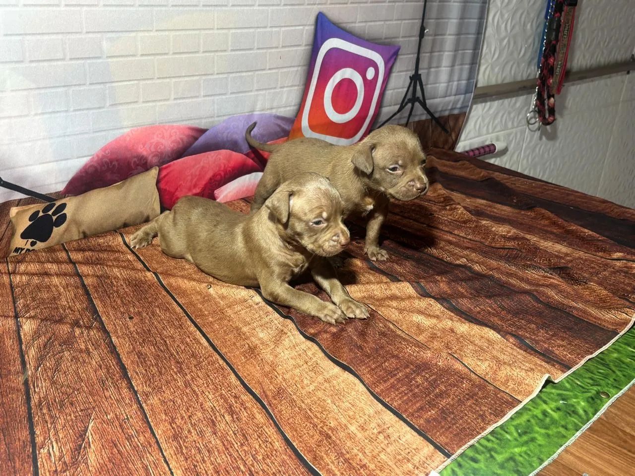 Filhotes de Pit Monster - Foto 6