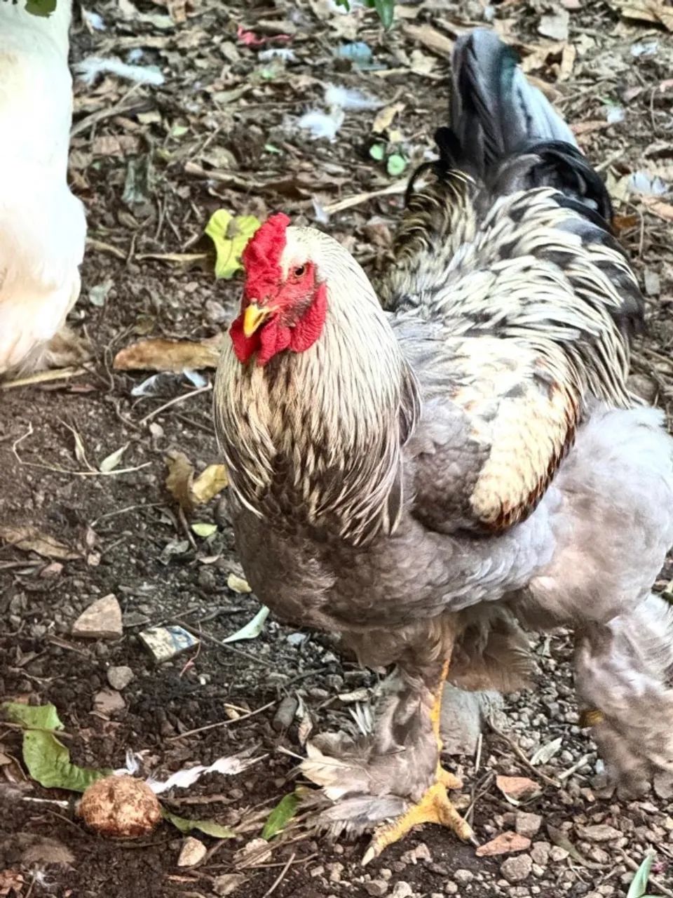 Galos Brahma - Foto 4