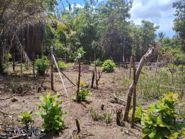Terreno Ilha de Itaparica - Foto 4