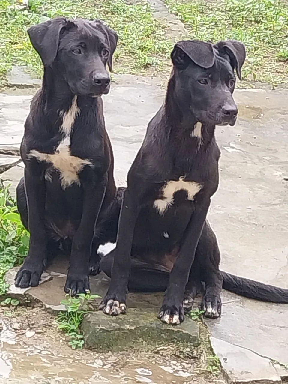 Doando dois cachorros de raça  - Foto 2
