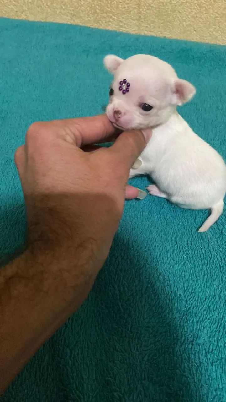 Chihuauha  - Foto 3