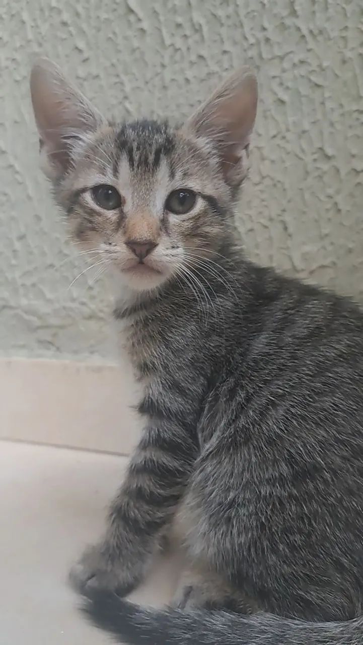 Gato filhote para adoção 