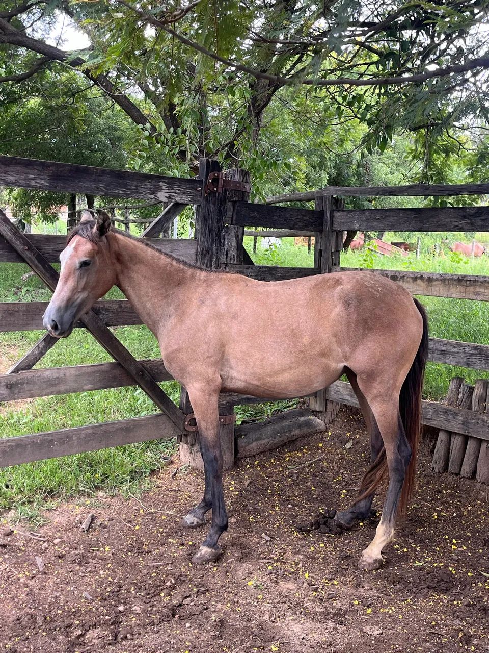 egua potra mangalarga marchador  - Foto 4