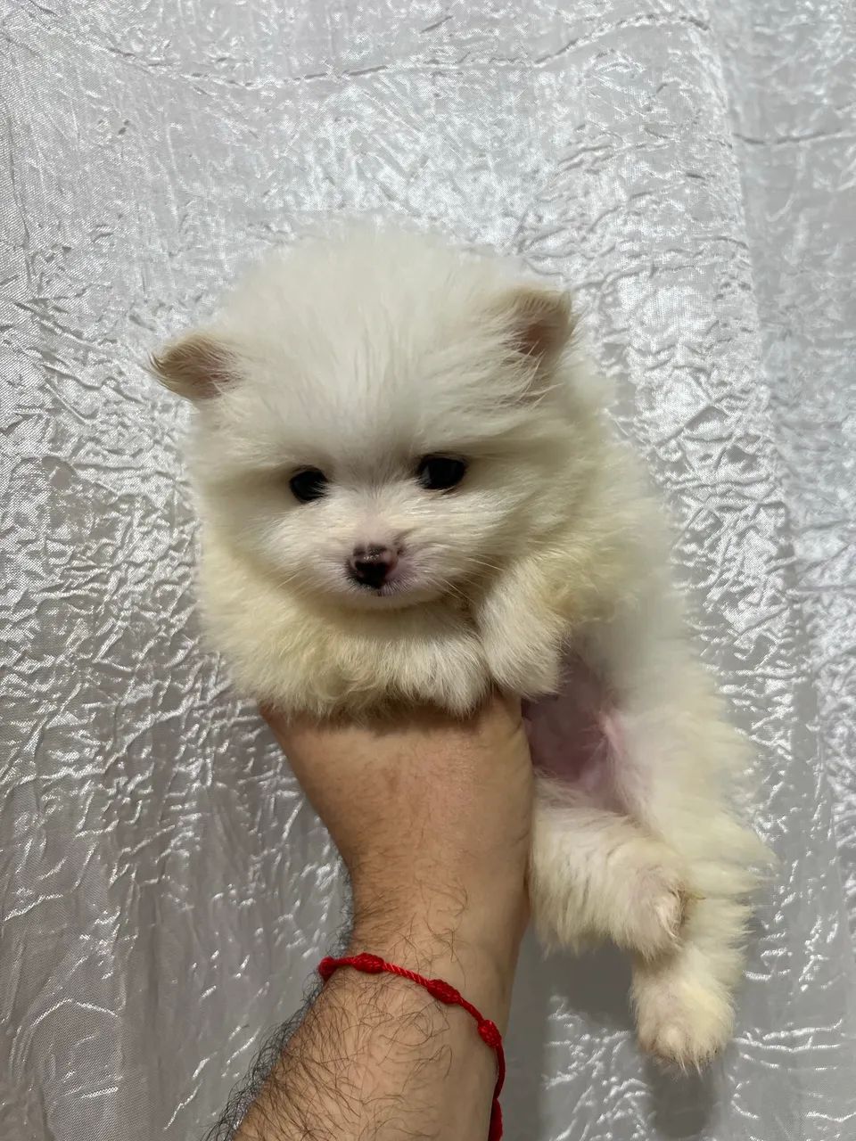 Spitz Alemão  - Foto 5