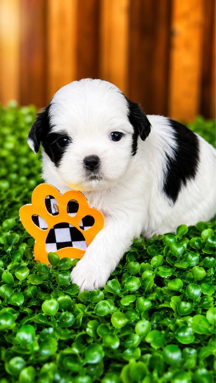 Shih tzu macho
