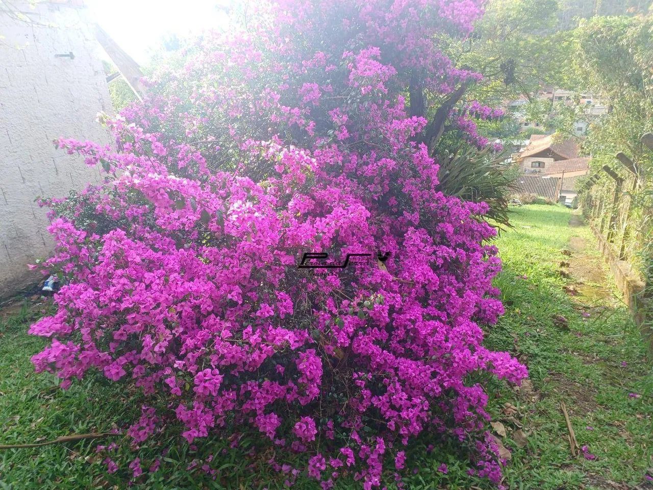 Imóvel comercial à venda na Quarta Divisão - Foto 5