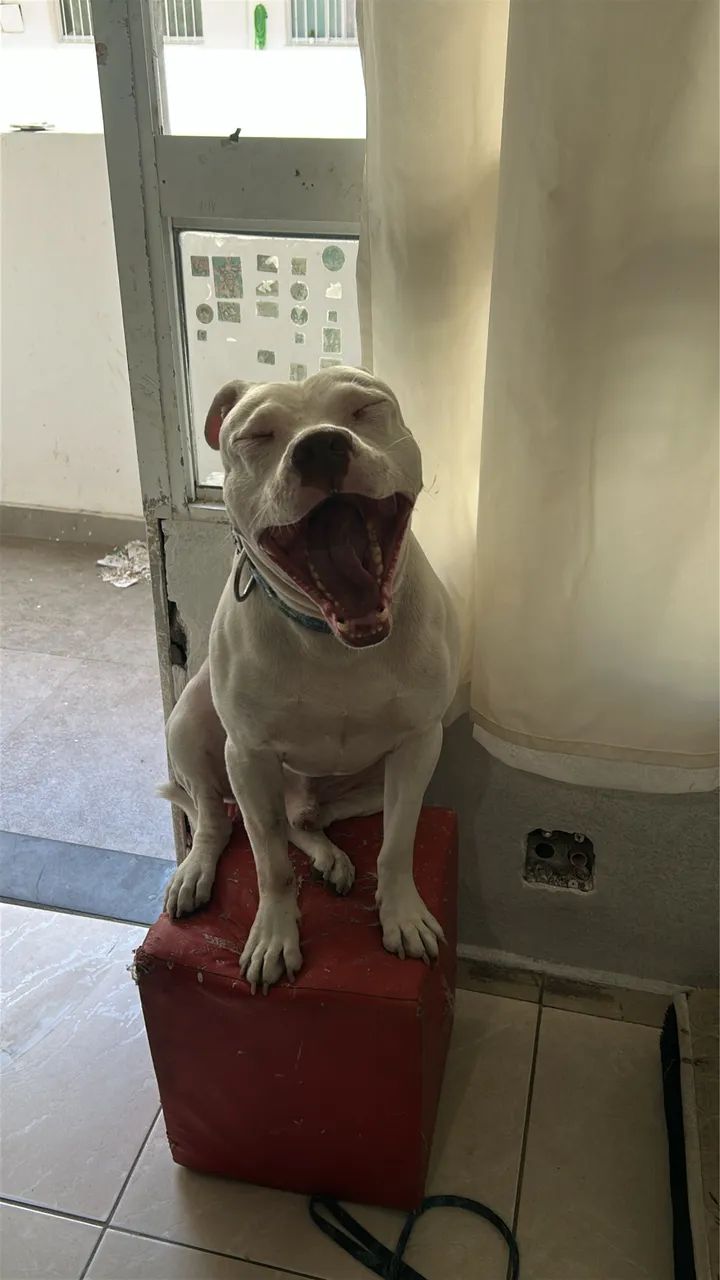Pit bull - Foto 4