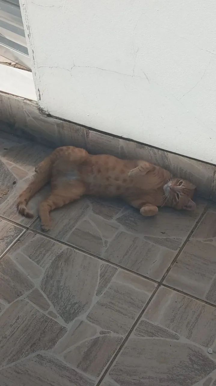 Gatinho laranja para adoção  - Foto 2