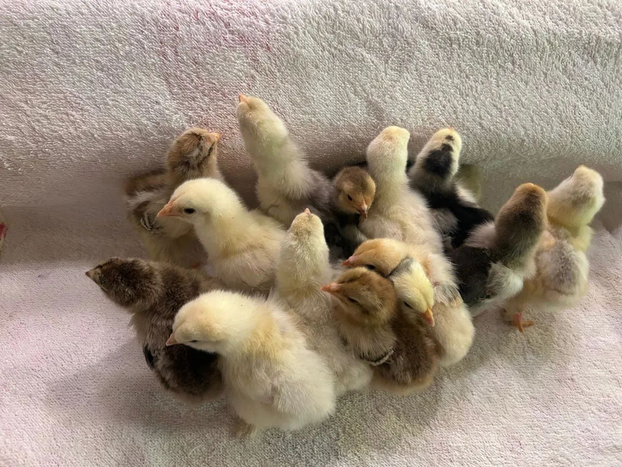 Pintinhos da raça Brahma 