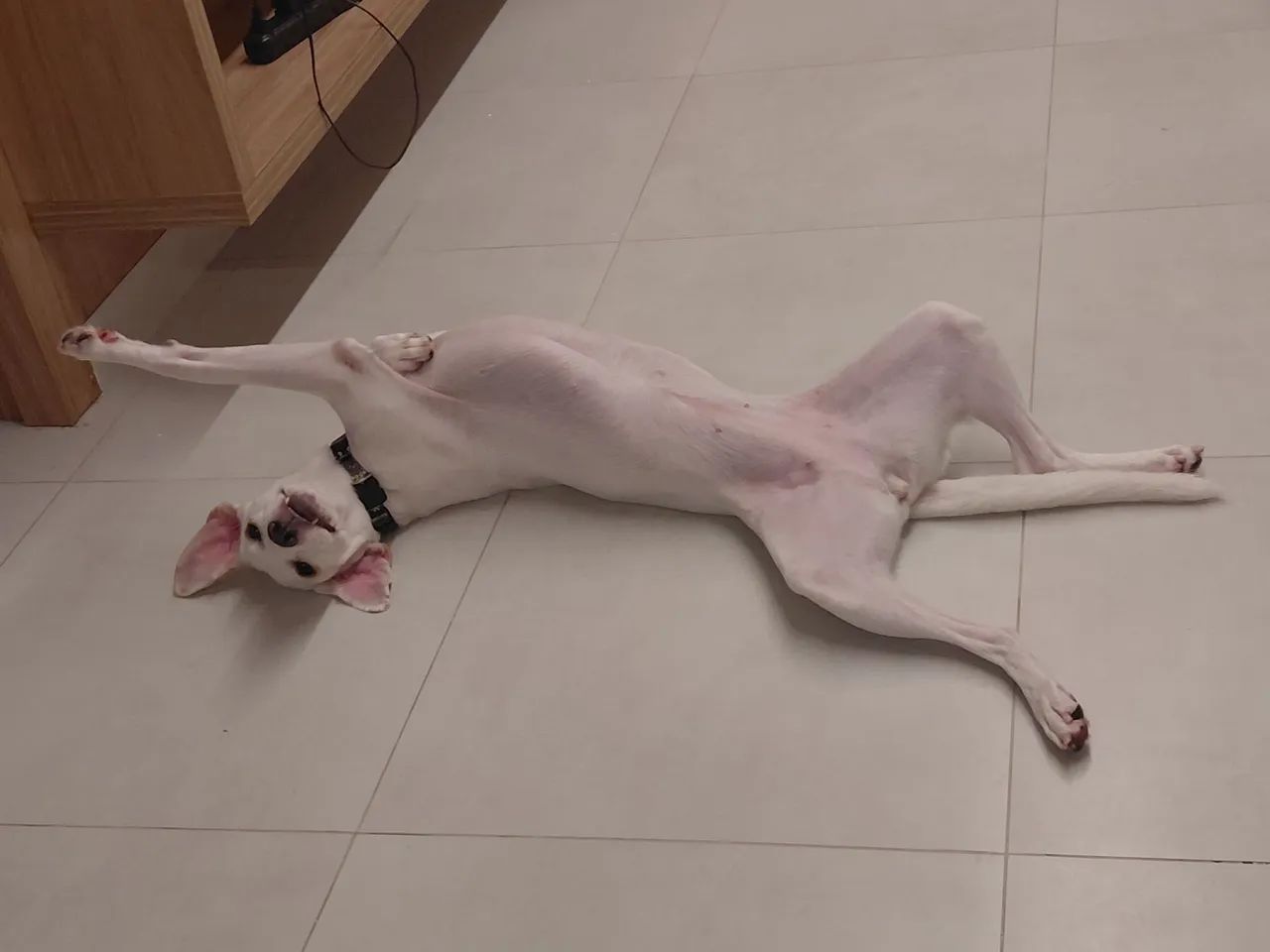 Adoção responsável cachorrinha - Foto 4