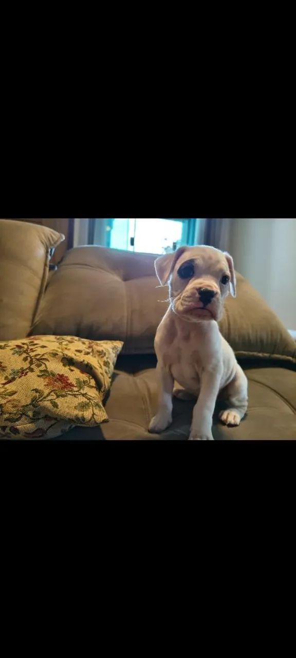 Filhotes de boxer - Foto 2