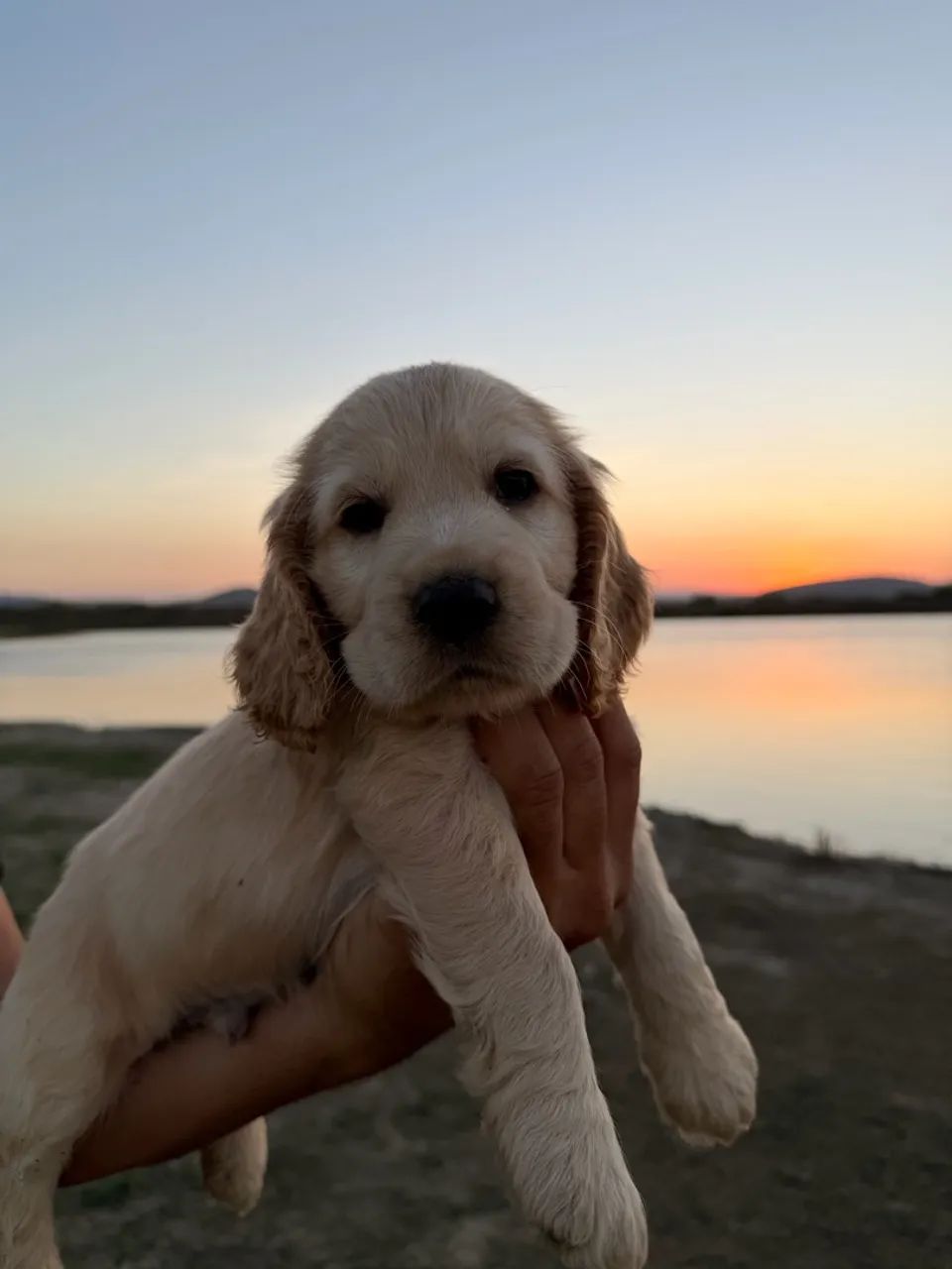 Cocker Spaniel inglês  - Foto 2