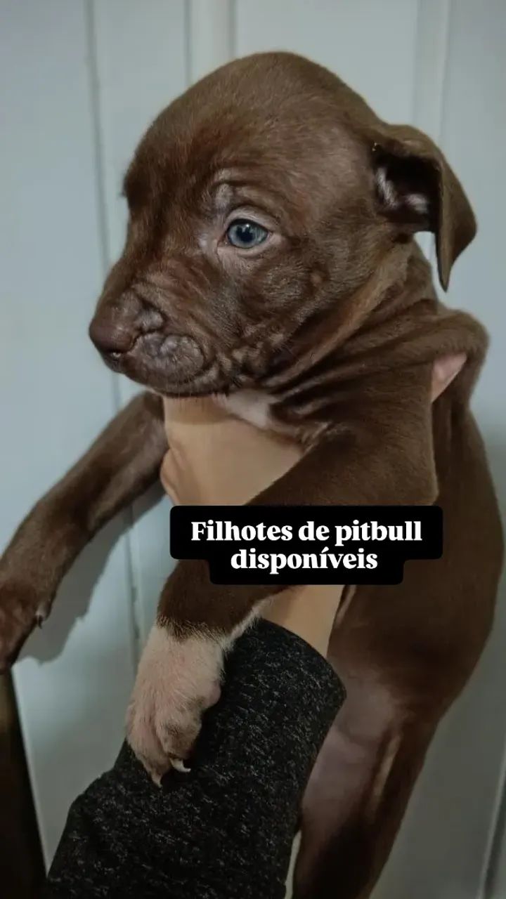  Cachorros fêmeas pitbull tradicional.