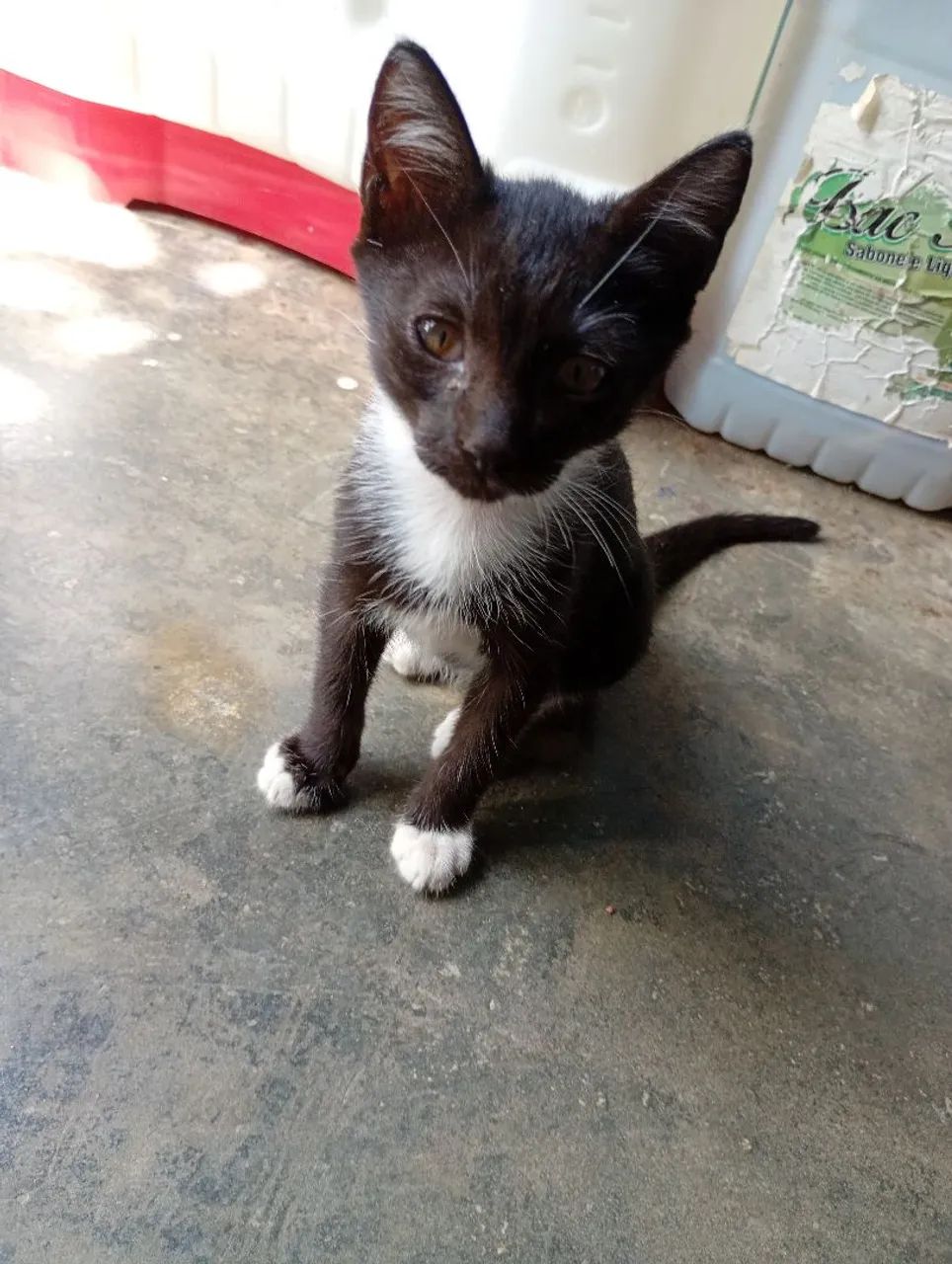 Gatinha para doação 